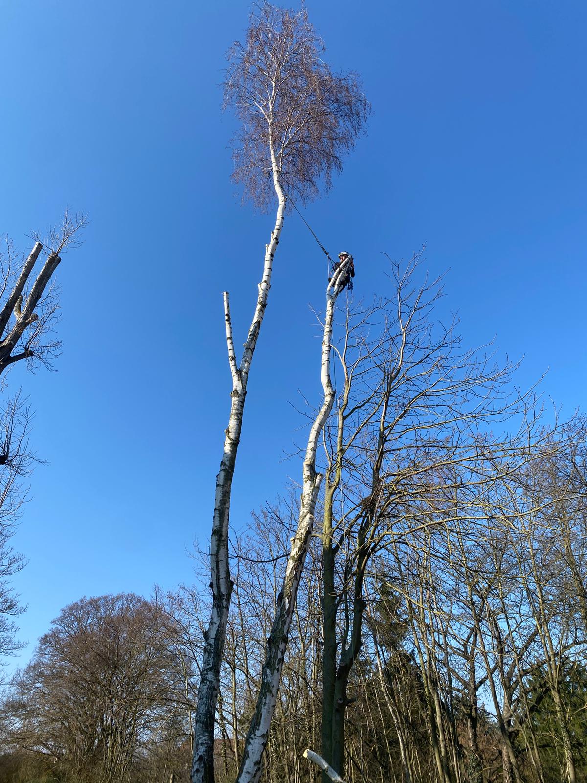 Arbeitsbild Baumpflege 1