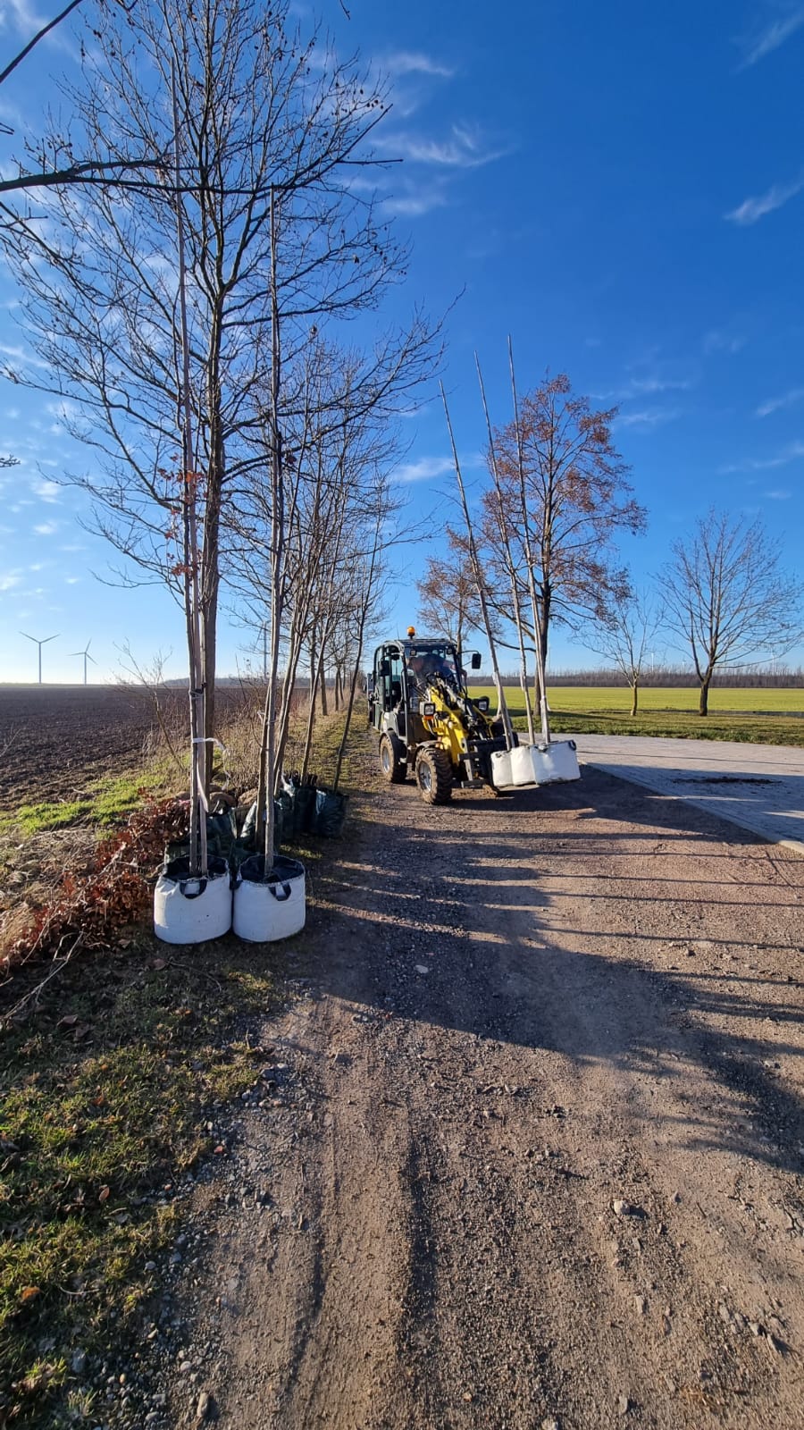 Arbeitsbild Baumpflege 2