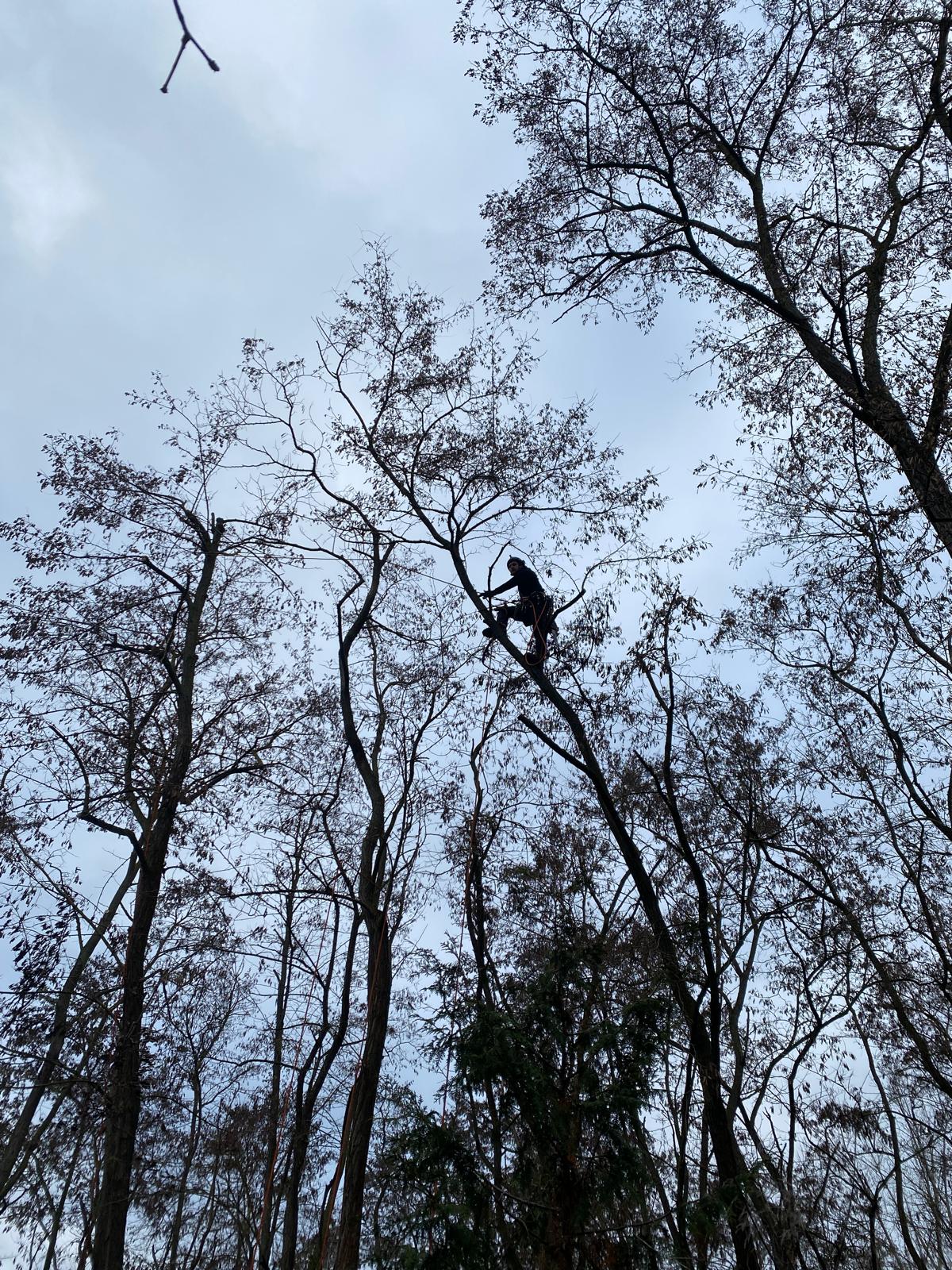 Arbeitsbild Baumpflege 5