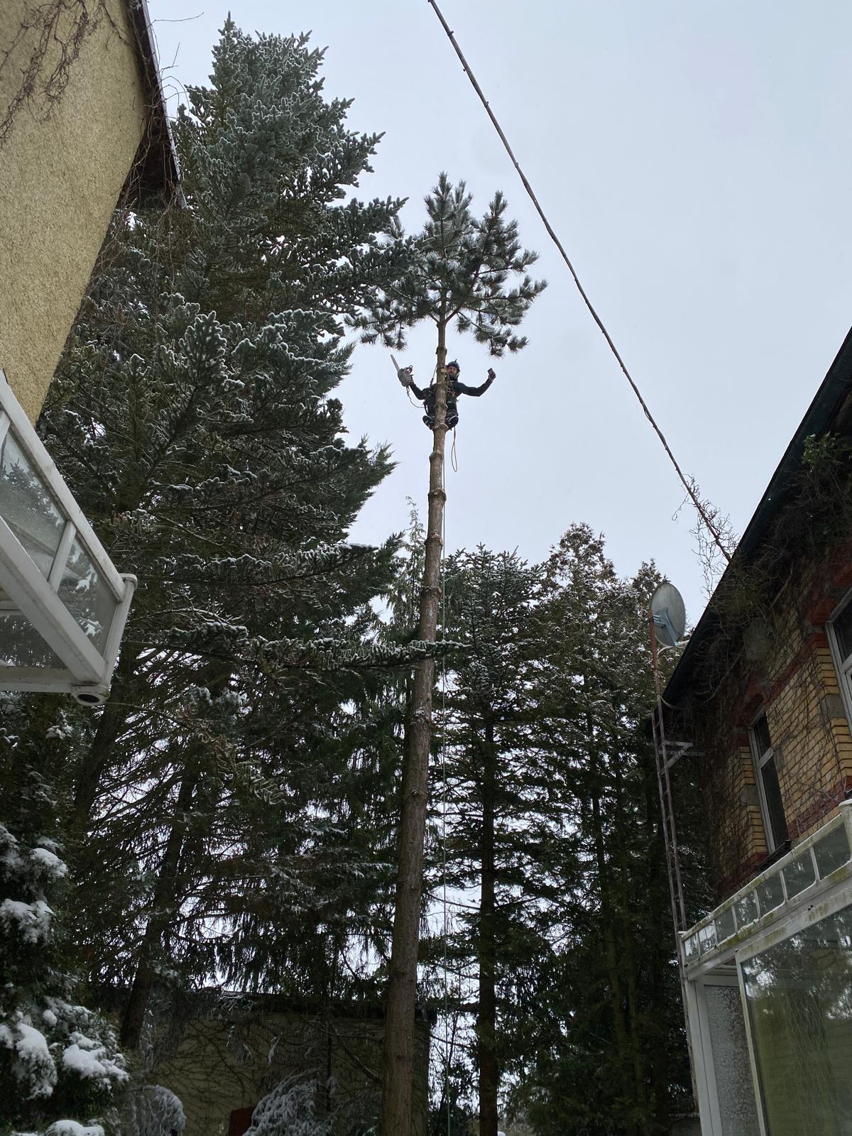 Arbeitsbild Baumpflege 6