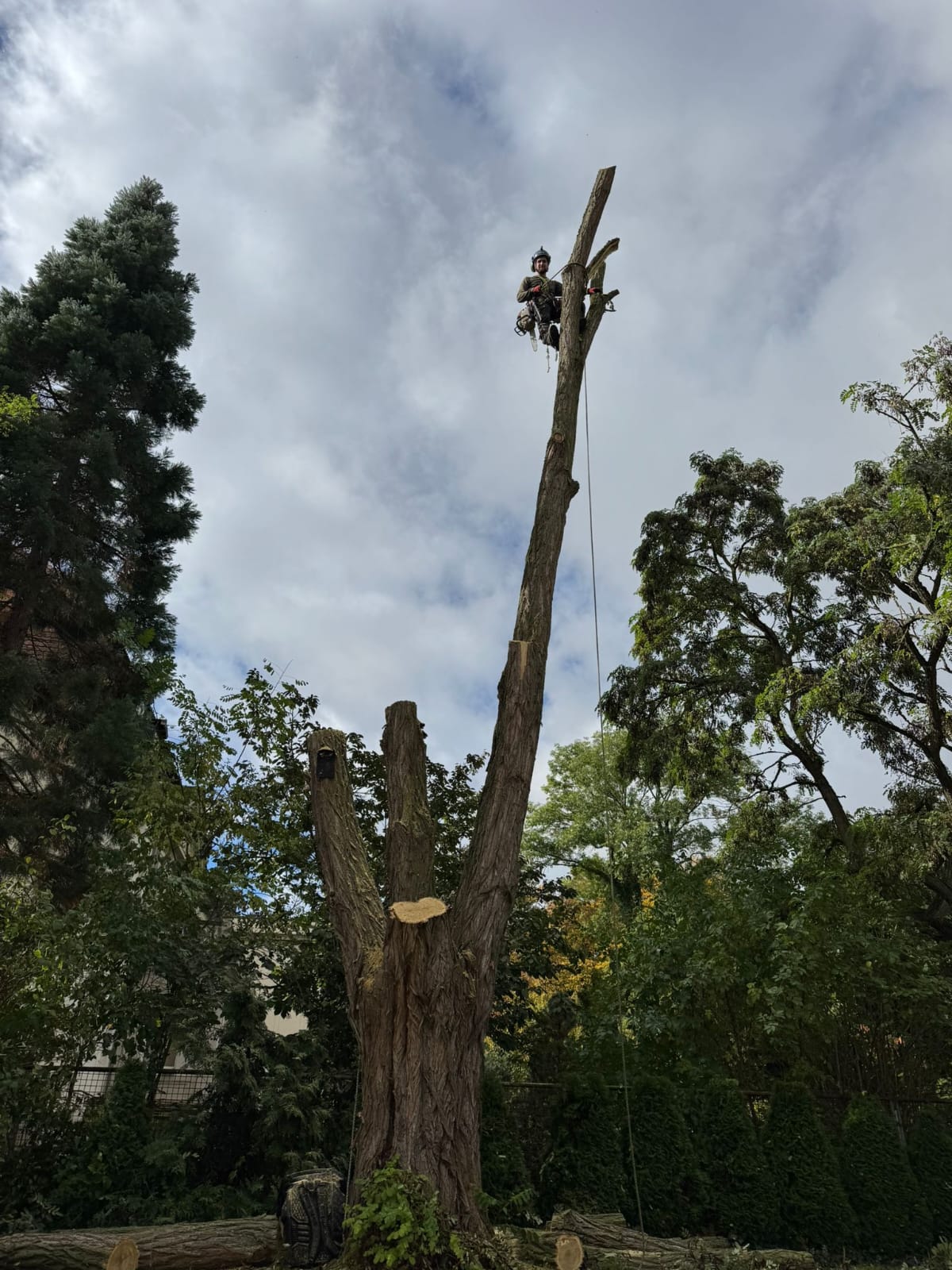 Arbeitsbild Baumpflege 7