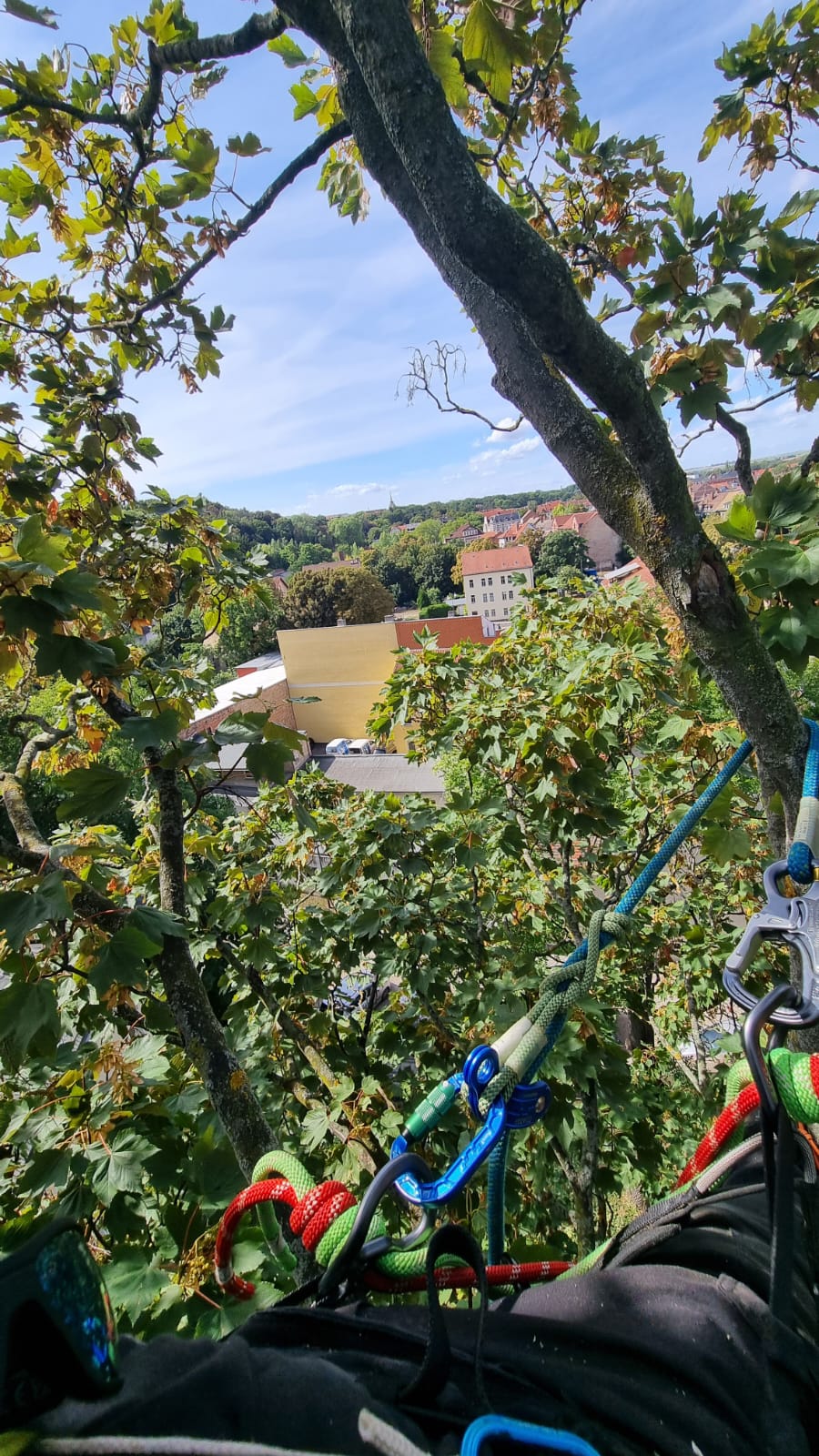 Arbeitsbild Baumpflege 8