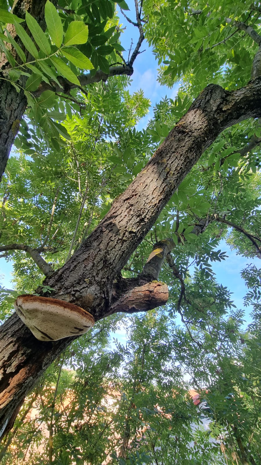 Arbeitsbild Baumpflege 9